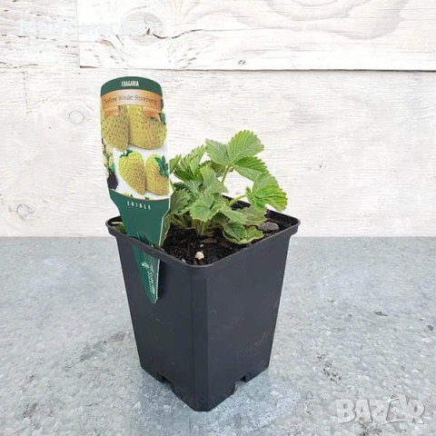 Жълта горска Ягода, снимка 3 - Градински цветя и растения - 53645336