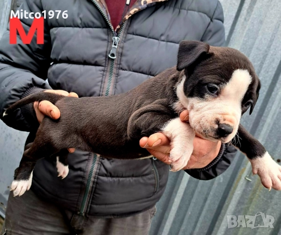 Питбул-Pitbul, снимка 4 - Питбул - 52897945