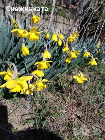 Продавам нарциси, зюмбюли, ружи, снимка 1