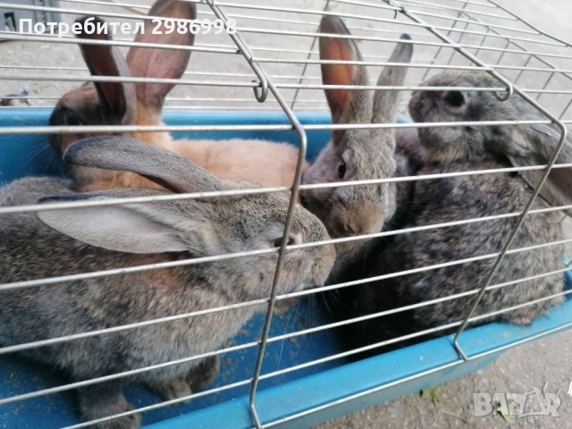 Млади зайчета, снимка 8 - Други животни - 53742106