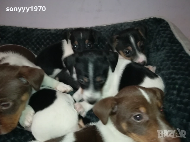 ДЖАК РЪСЕЛ ТЕРИЕР-БЕБЕТА//ВИДИН 2609252206, снимка 11 - Джак ръсел териер - 51851833