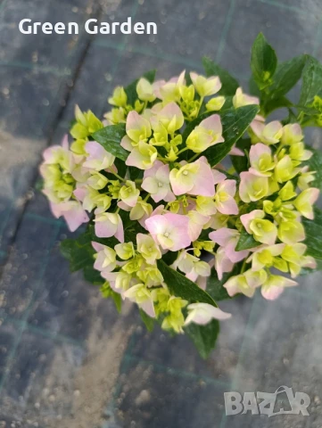 Хортензия, снимка 4 - Градински цветя и растения - 50985402