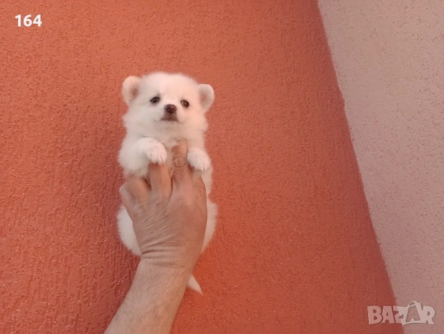 Мини Шпиц - Померан. Мъжки и женски кученца. , снимка 12 - Немски шпиц - 53761094