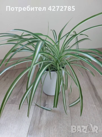 Хлорофитум Вариегата 