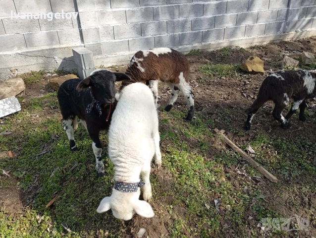 плевенски овце хубави , снимка 3 - Овце - 53807495