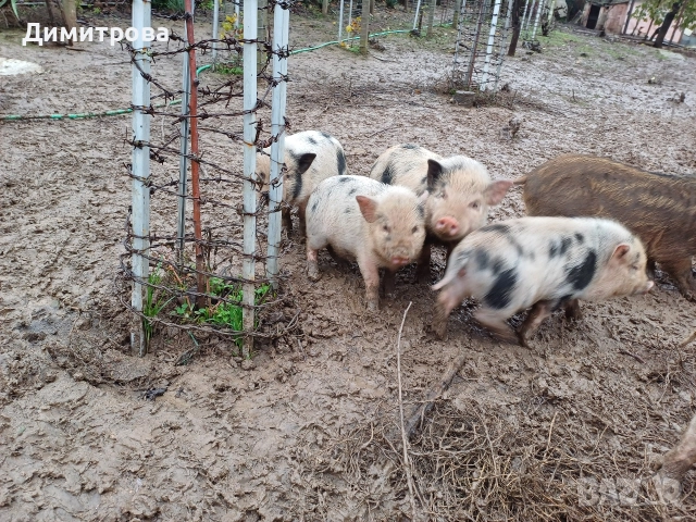 Виетнамски прасета, снимка 8 - Прасета - 51691763