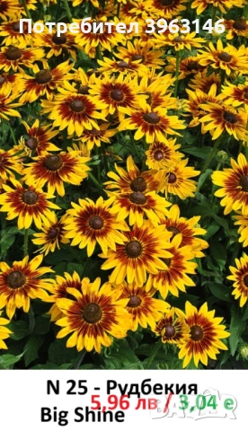 ГРАДИНСКИ Многогодишни Цветя., снимка 14 - Градински цветя и растения - 51078764