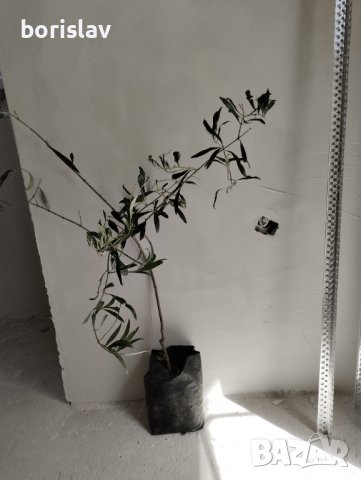 Студоустойчиви гръцки маслини, снимка 7 - Градински цветя и растения - 42298151