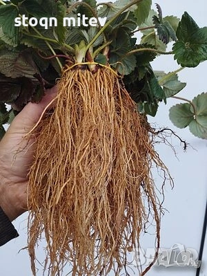 целогодилшен разсад ягоди , снимка 4 - Разсади - 53540955