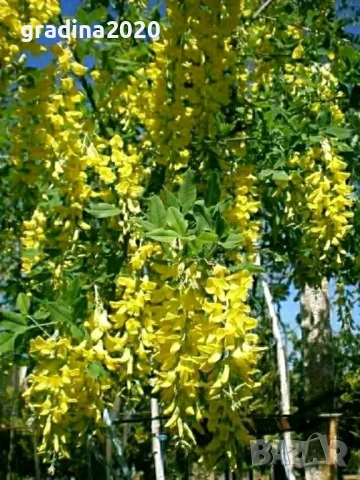 Златен дъжд - Laburnum wat.Vossii, снимка 5 - Разсади - 50568425