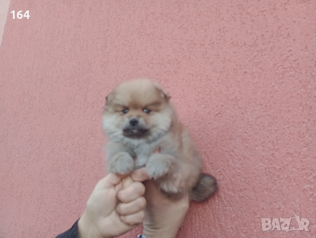 Мъжки Померан., снимка 2 - Померан - 53159275