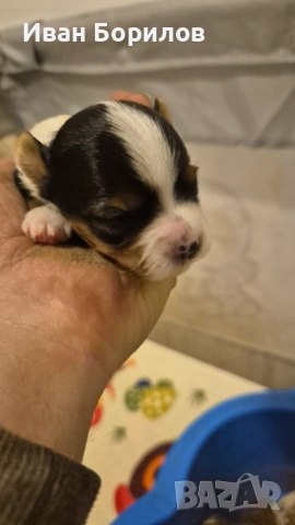 Biewer terrier Sofia , снимка 8 - Йоркширски териер - 53742812