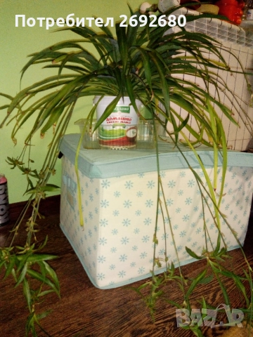 Хлорофитум, традесканция , снимка 5 - Стайни растения - 50924533