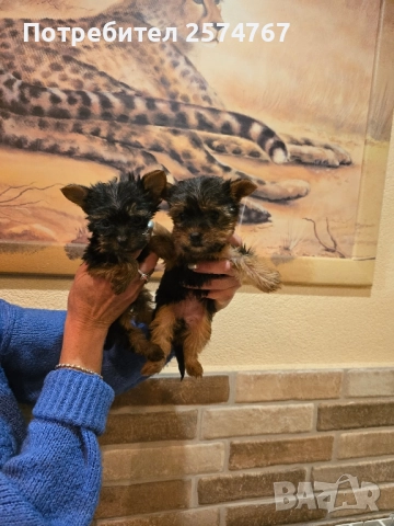 МИНИ ЙОРКШИРСКИ ТЕРИЕРИ , снимка 1