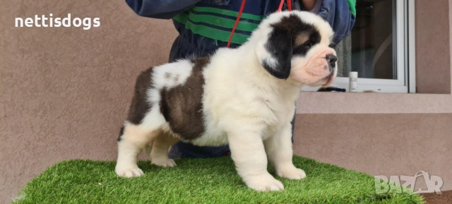 Уникални Санбернари с родословие, снимка 5 - Померан - 39683493