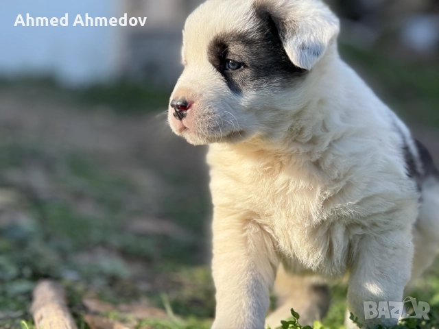 Кученца, Кавказка овчарка-Алабай