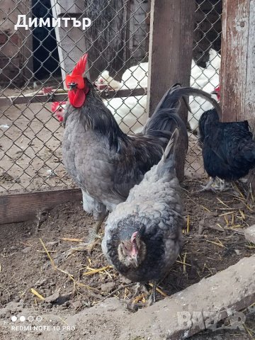 Разплодни яйца от Шведски Исбар , снимка 10 - други­ - 31902849