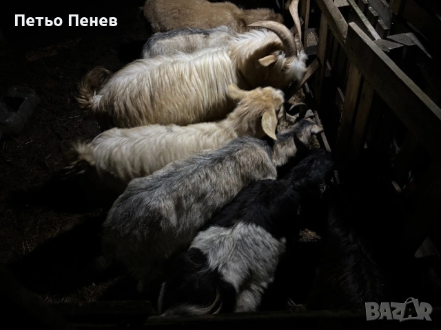 Млади заплодени кози пръч и малко пръчле , снимка 2 - Други животни - 53089870