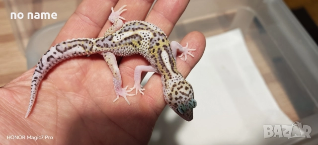 Леопардов гекон (Eublepharis macularius) , снимка 6 - Гекон - 52153005