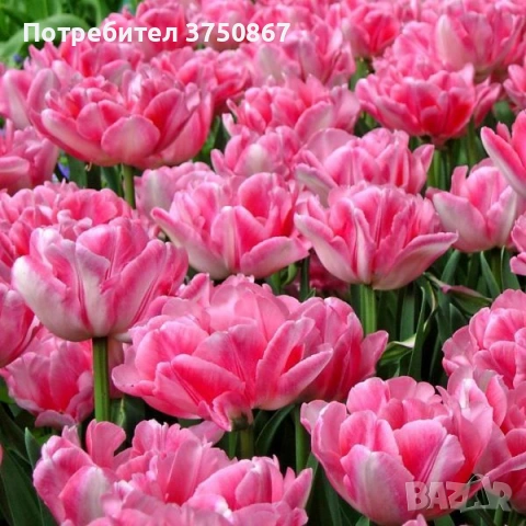 🌷 Лале в саксия (Tulipa), снимка 10 - Градински цветя и растения - 53449560