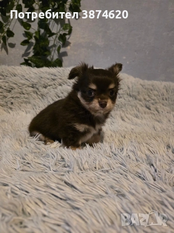 чихуахуа момченца , снимка 9 - Чихуахуа - 53389402