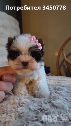 мини момиченце йоркшир биро, снимка 10 - Йоркширски териер - 53513378