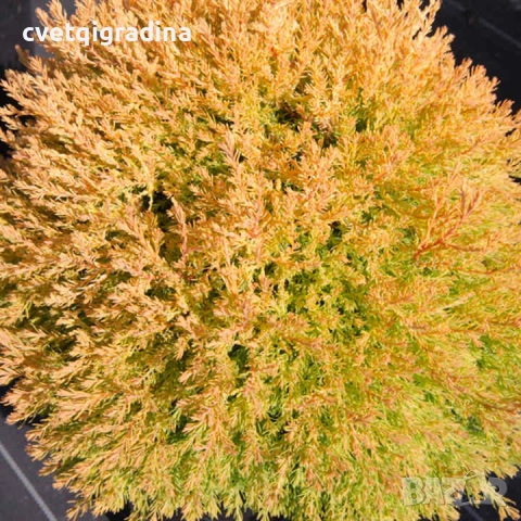 ✨ Thuja occidentalis ‘Rheingold’, снимка 2 - Градински цветя и растения - 52164554