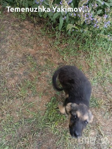 Мечо търси дом!, снимка 4 - Други - 41491171