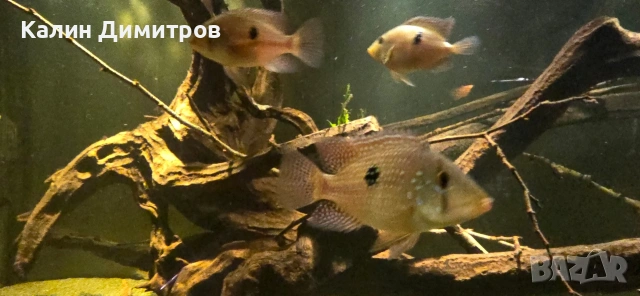 Geophagus Brasilensis , снимка 6 - Рибки - 53640965