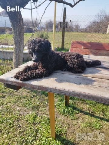 Мини пудел , снимка 11 - Пудели - 53701466