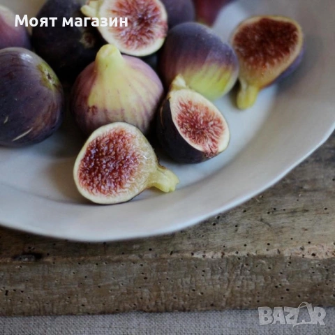 Смокиня султана на марибу Гигант!