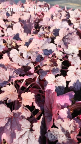 Хойхера  Amethyst Mist, снимка 3 - Градински цветя и растения - 52544153