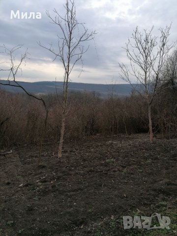 Парцел в м-т Козлуджа, снимка 5 - Парцели - 35751988