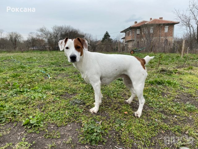 Парсън Ръсел дама., снимка 12 - Джак ръсел териер - 42008369