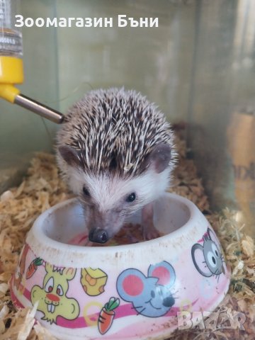 Алжирски мини таралежчета