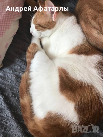 Кастрирани котки, снимка 3 - Други - 52523156
