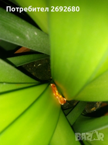 Голяма кливия оранжева(с цветонос,5бр. с обща цена), христов венец,лечебно алое,бамбук,коледничета 