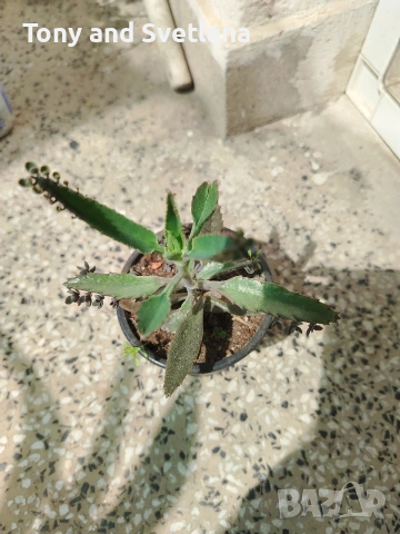 Каланхое Дегремонтиана , снимка 5 - Стайни растения - 52298926