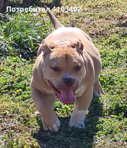 Американско були-покет 