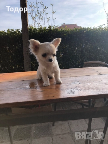 Продавам мини чихуахуа , снимка 2 - Чихуахуа - 52934706