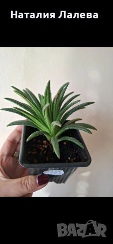 Примулина, primulina ophiopogoides, снимка 3 - Стайни растения - 53823052