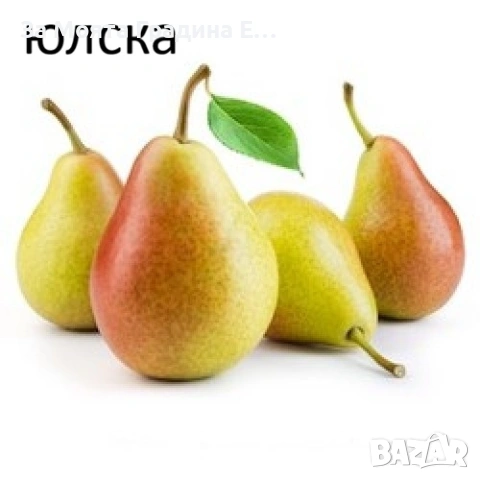 Круши, снимка 5 - Градински цветя и растения - 53618095