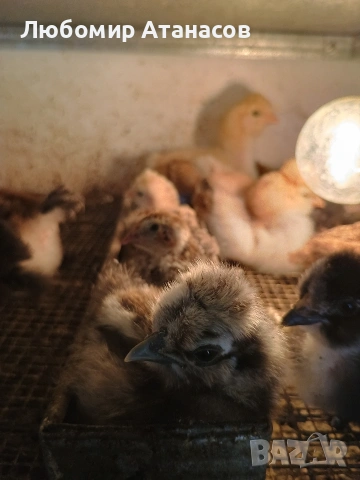 Продавам пилета , снимка 3 - други­ - 53418277