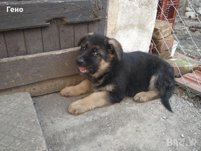 Продавам НОК, снимка 15 - Немска овчарка - 53309940
