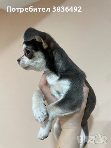 Продавам мъжко чихуахуа, снимка 2 - Чихуахуа - 53515082