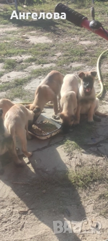 Продавам Белгийски овчарки- Малиноа, снимка 3 - Белгийска овчарка - 52166197