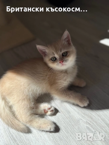 Британска късокосместа чинчила , снимка 1