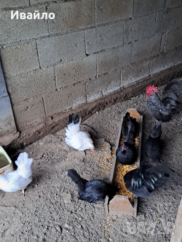 Шабо, снимка 5 - Други животни - 52798064