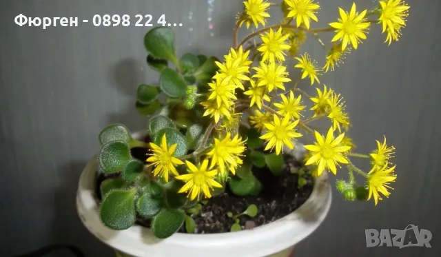 Разсад Дървото на парите, снимка 5 - Разсади - 49213254