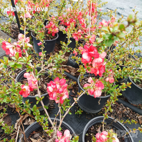 Розова Японска дюля, CHAENOMELES SUPERBA 'PINK TRAIL', снимка 3 - Градински цветя и растения - 39411158
